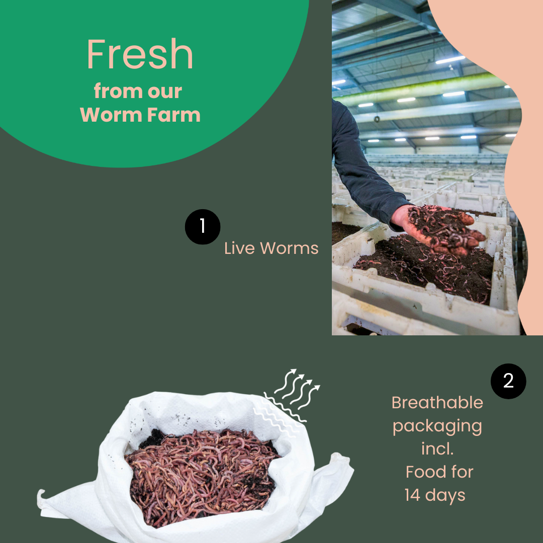 Compostwormen