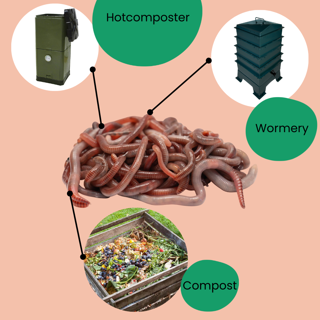 Compostwormen