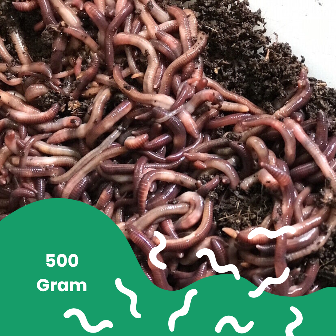 Compostwormen