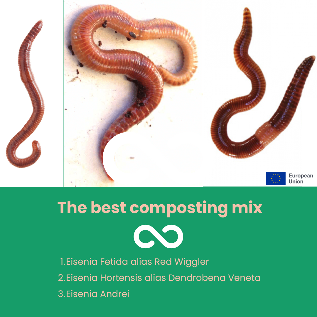 Compostwormen